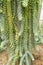 Sedum morganianum donkey tail or burro`s tail - a species of flowering plant