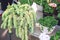 Sedum morganianum & x28;lamb tail, burro tail, horses tail& x29; in white pot hanging. Sedum morganianum is popular succulent with