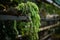 Sedum morganianum in pot hanging, is popular succulent with trailing stems and fleshy blue-green leaves