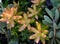 Sedum nussbaumerianum Coppertone Stonecrop succulent plants in tropical garden of Tenerife,Canary Islands,Spain.