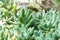 Sedum pachyphyllum the succulent plants