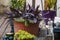 sedum palmeri and tradescantia pallida on the wooden floor of an urban terrace