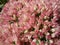 Sedum pink and white flowers close-up on a blurred background