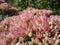 Sedum pink and white flowers close-up on a blurred background