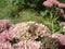 Sedum pink and white flowers close-up and insect bug in the garden on a blurred background