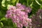 Sedum plant in blossom