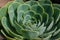 Sedum plant with blue green leaves