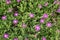 Sedum Plant with Bright Purple Flowers