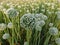 Sedum plant Flower on Green and white background.