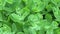 Sedum plant stonecrop Spanish close up green leafs in summer. Motion camera. Horizontal panorama.