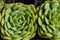 Sedum plant with tight rosette