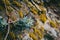 Sedum plant in the wall of a stone wall in the mountain