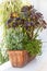 Sedum Planter