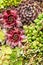 Sedum plants used for green roof applications