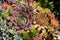 Sedum plants used for sustainable plantings