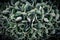 Sedum prominent Sedum hylotelephium spectabile, Herbstfreude, S