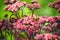 Sedum prominent (Sedum spectabile) in the garden