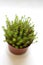 Sedum reflexum Angelina succulent plant