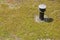 Sedum roof with chimney