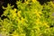 Sedum rupestre `Lemon Ball` succulent plant in spring