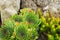 Sedum and Sempervivum (stone rose) on a rock in close-up