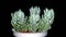 Sedum spanish blue select succulent plant isolated on black background.