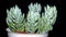 Sedum spanish blue select succulent plant isolated on black background.