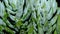 Sedum spanish blue select succulent plant isolated on black background.