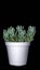 Sedum spanish blue select succulent plant isolated on black background.