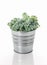 Sedum Spathulifolium plant in a metal pot