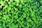 Sedum or stonecrop, crassula, ornamental cabbage