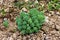 Sedum or Stonecrop hardy succulent perennial green plant growing as small bush in local garden
