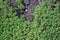 Sedum. Stonecrop. Hare cabbage. Green moss. Decorative grassy carpet