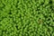 Sedum. Stonecrop. Home garden, flower bed. Gentle green plant. Hare cabbage