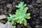 Sedum or Stonecrop perennial leaf succulent with water-storing leaves plants wet from fresh rain growing in local garden