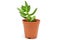 Sedum succulent plant with green fleshy leaves