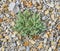 Sedum - succulent stonecrop plant Sedum creeping or Sedum humifusum