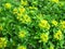 Sedum Takesimense `gold` Carpet. Small green garden flowers with bright yellow blooms and pale green leaves; evergreen.