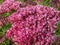 Sedum telephium \\\'Herbstfreude\\\' growing in the garden and blooming with densely clustered buds