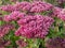 Sedum telephium \\\'Herbstfreude\\\' growing in the garden and blooming with densely clustered buds