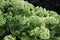 Sedum telephium 'Herbstfreude' Perennial plants rock garden