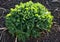 Sedum telephium Perennial dark green, frosted Rhizome short, woody, multi-headed on top with hibernating blunt buds with roof-like