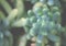 Sedum treleasei succulent plant with pale blue green