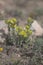 Sedum, wild succulent , commonly known as the goldmoss stonecrop in the summer in prairie in Cappadocia Kayseri in Turkey