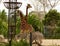 See giraffes and zebras up close