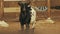 See goat standing and chewing food capra hircus