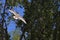 See Gull Soaring Through Trees