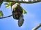 See Sloth three toed, Bradypus tridactylus, is a big coincidence, Manuel Antonio, Costa Rica