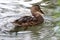 See thru water ducks 2