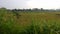 See the view of the yellowing rice fields using a bicycle